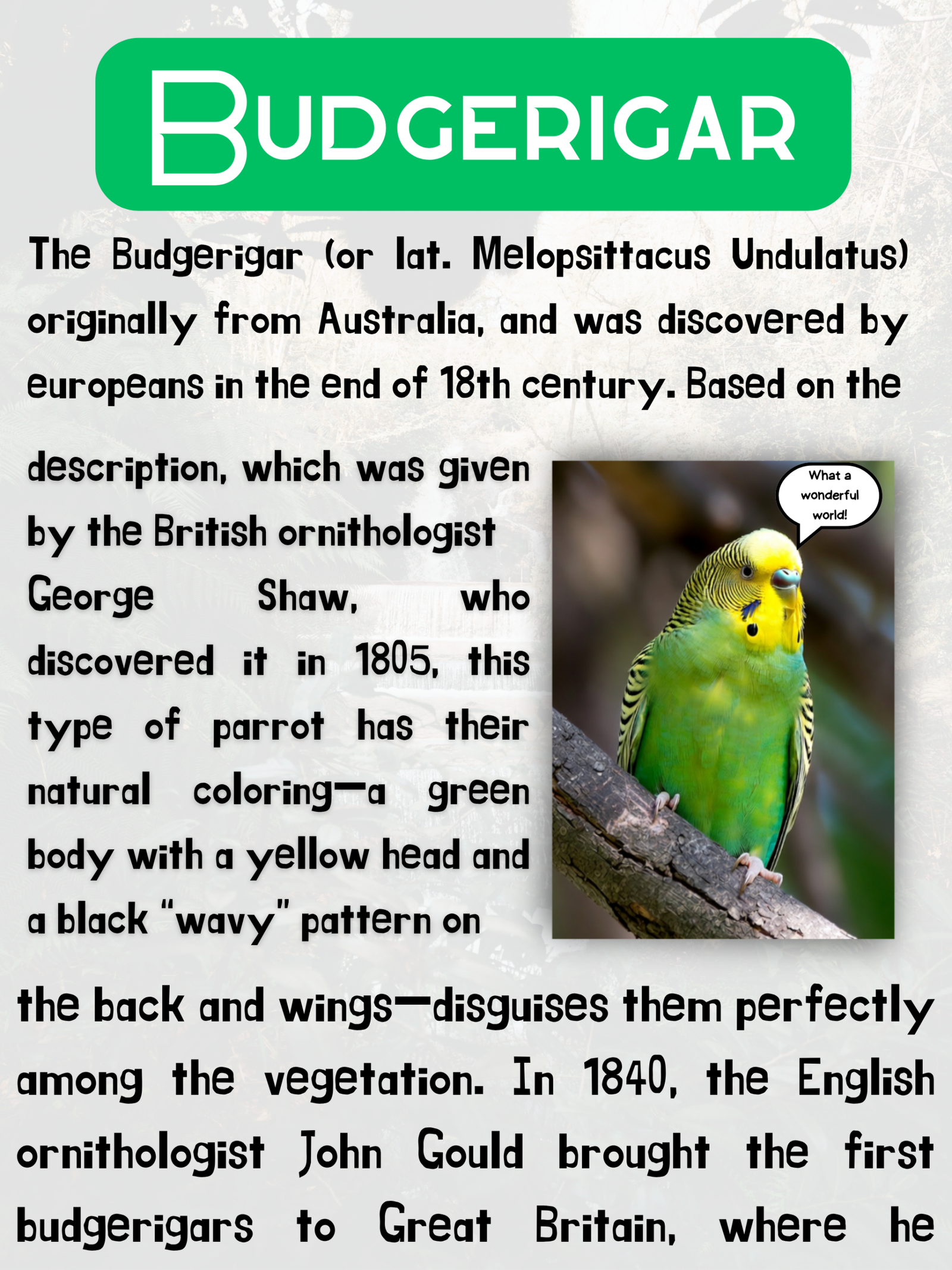Different Types of Parrots (Free Demo) - Image 3