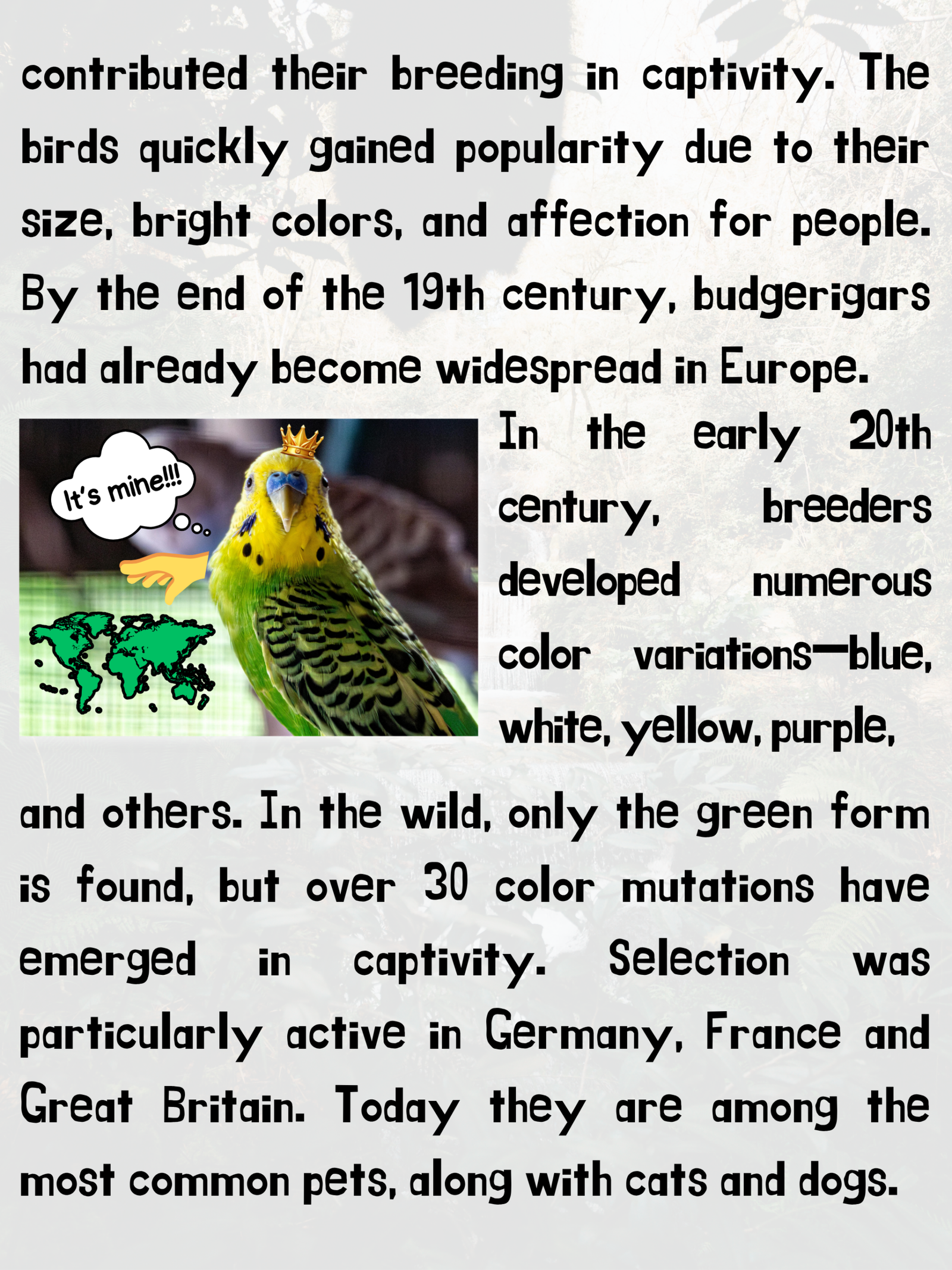 Different Types of Parrots (Free Demo) - Image 4